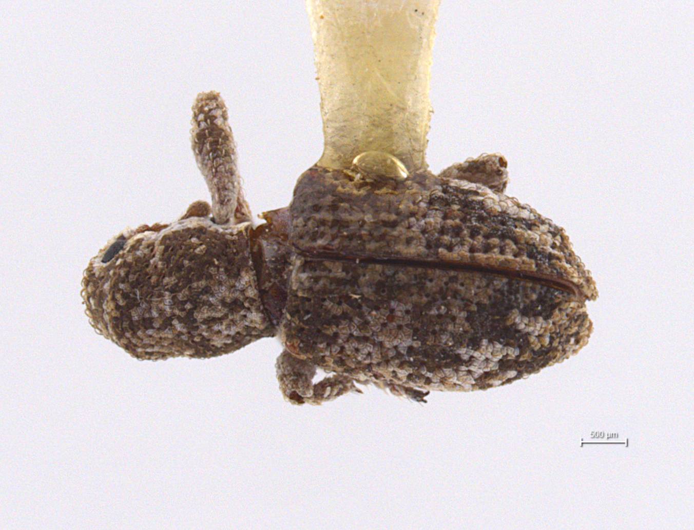 Pandeleteinus image