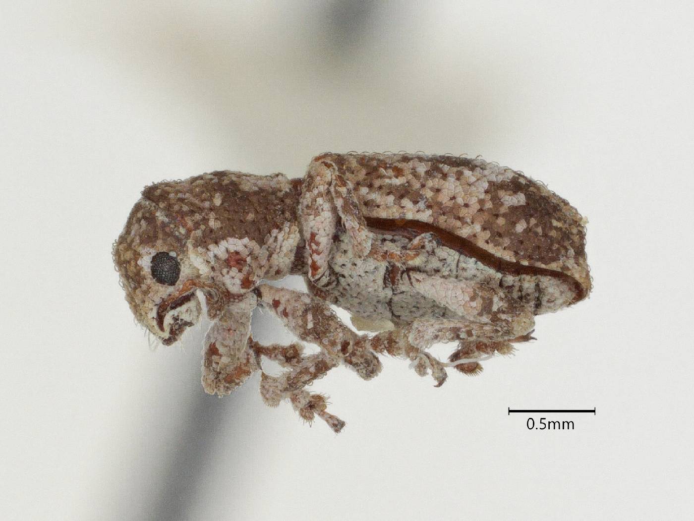 Pandeleteinus image