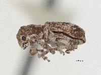 Pandeleteinus magdalenensis image