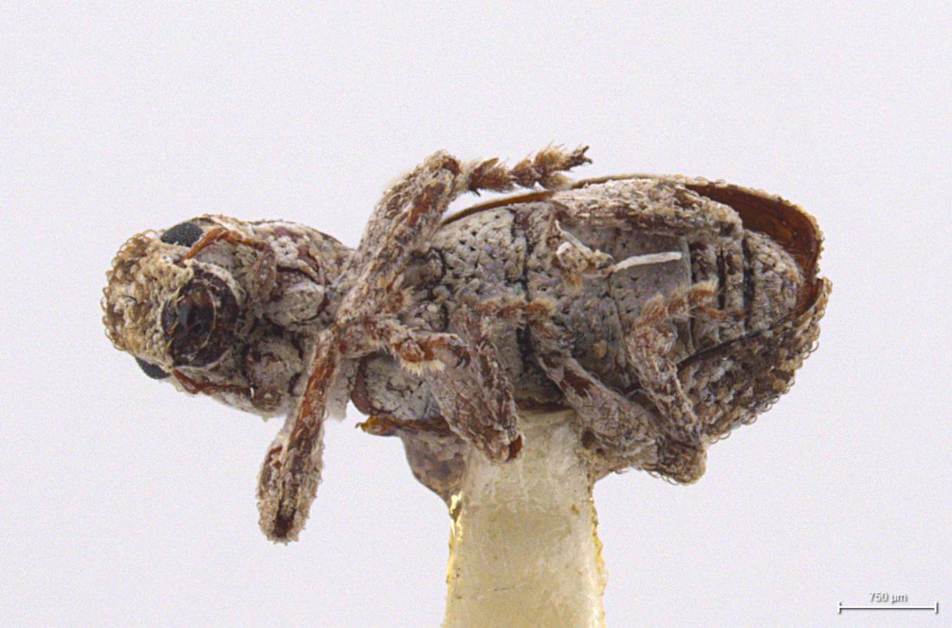 Pandeleteinus magdalenensis image