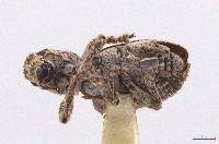 Pandeleteinus magdalenensis image