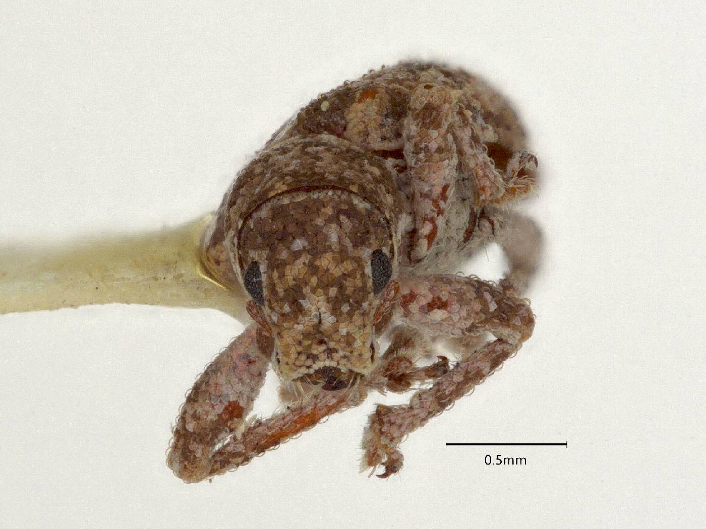 Pandeleteinus magdalenensis image