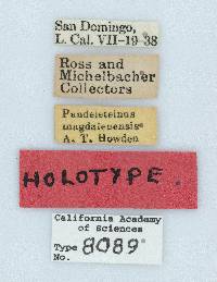 Pandeleteinus magdalenensis image