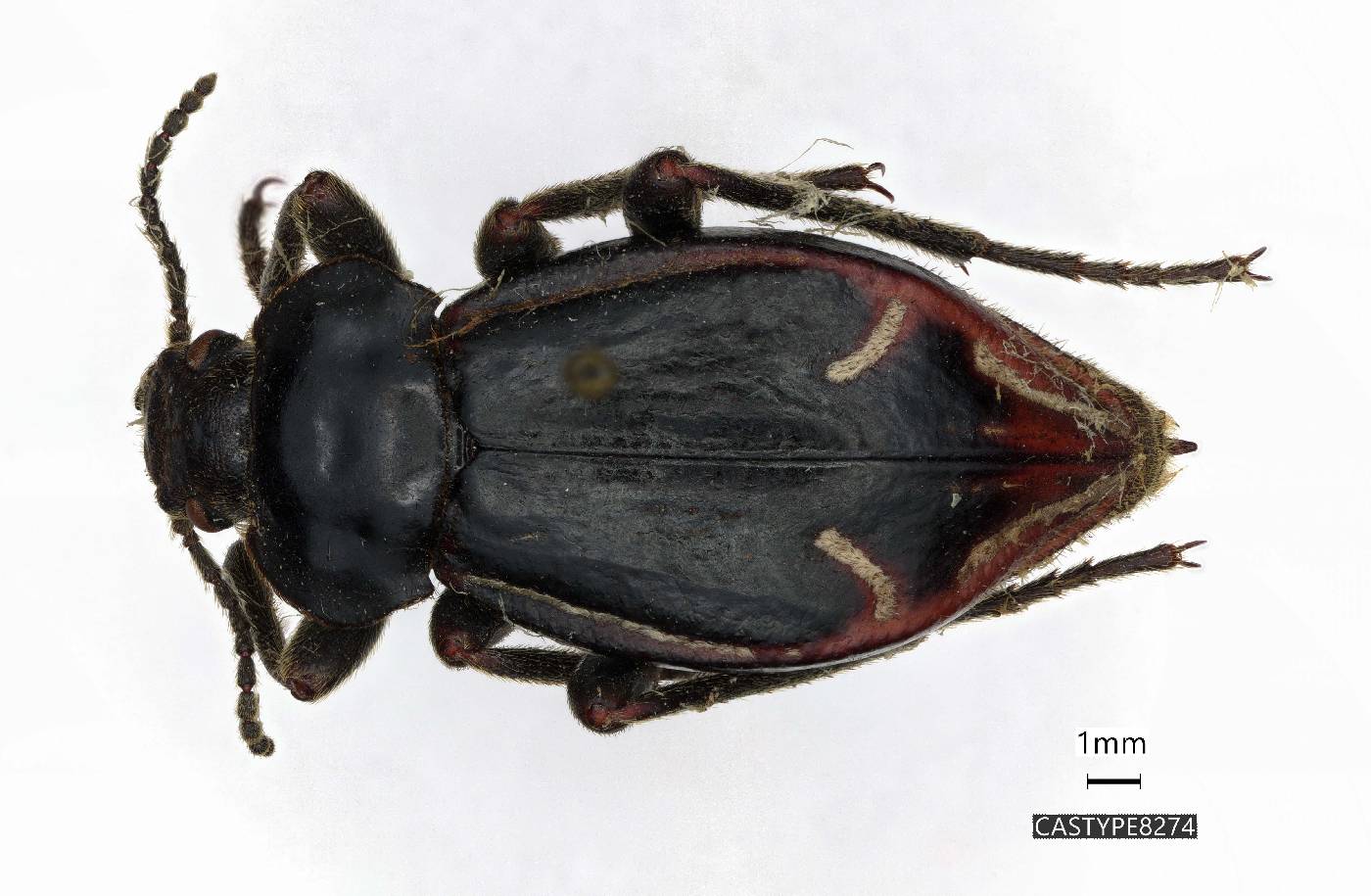 Pilobalia michelbacheri image