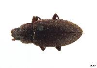 Hemasodes peruensis image