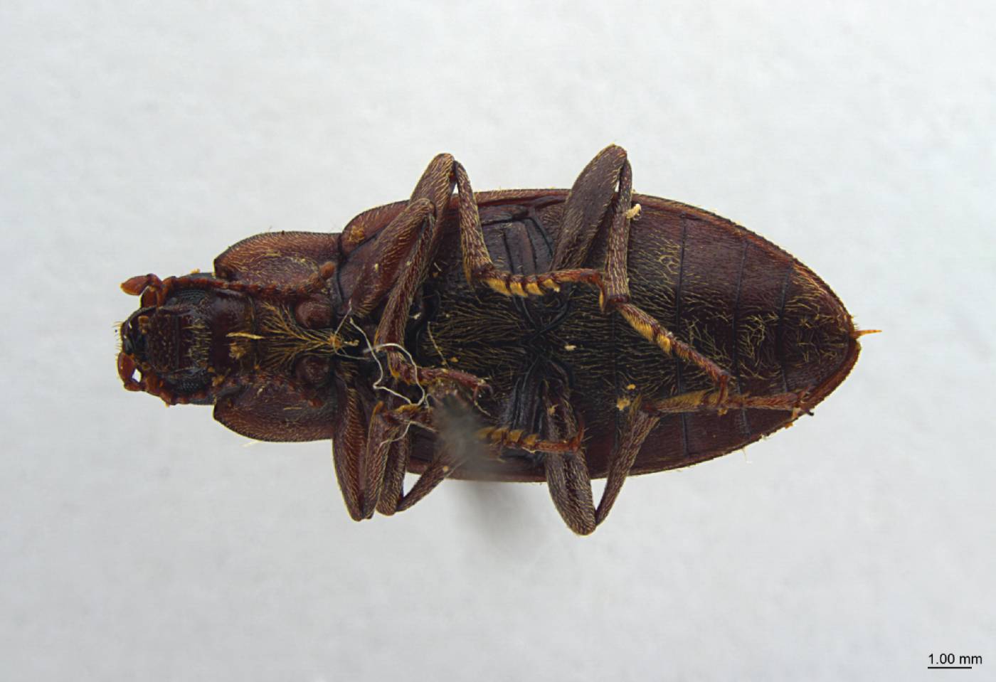 Hemasodes peruensis image