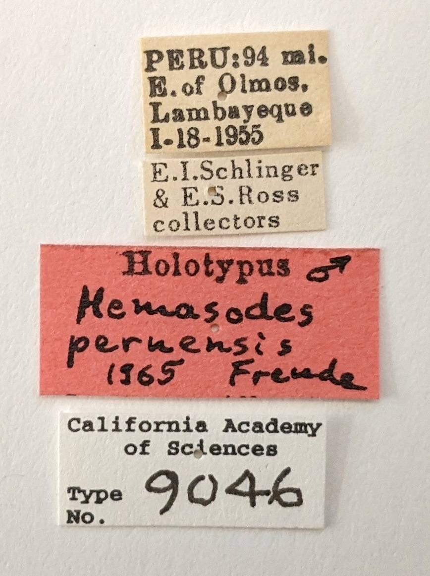 Hemasodes peruensis image