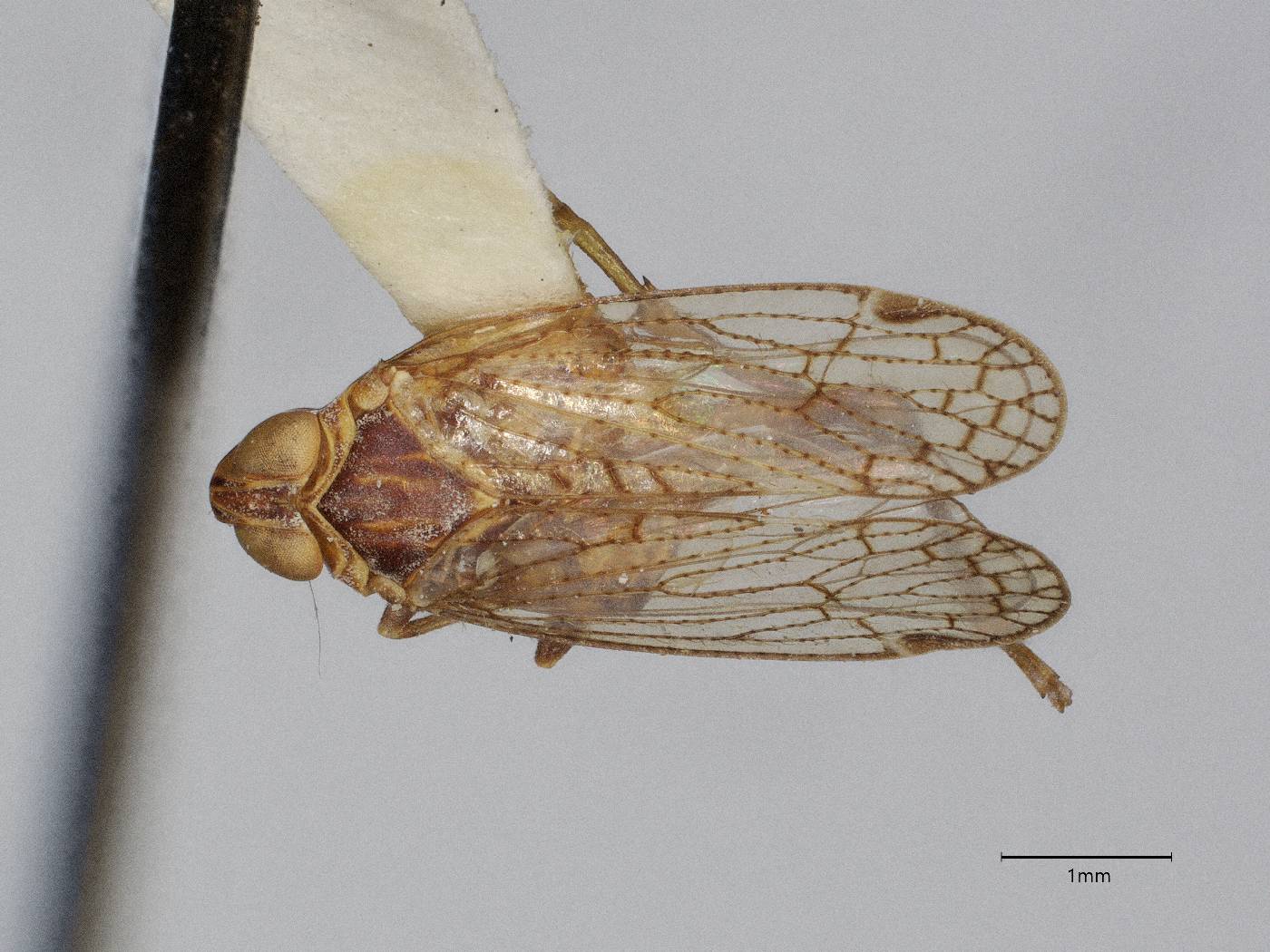 Oliarus agrippa image