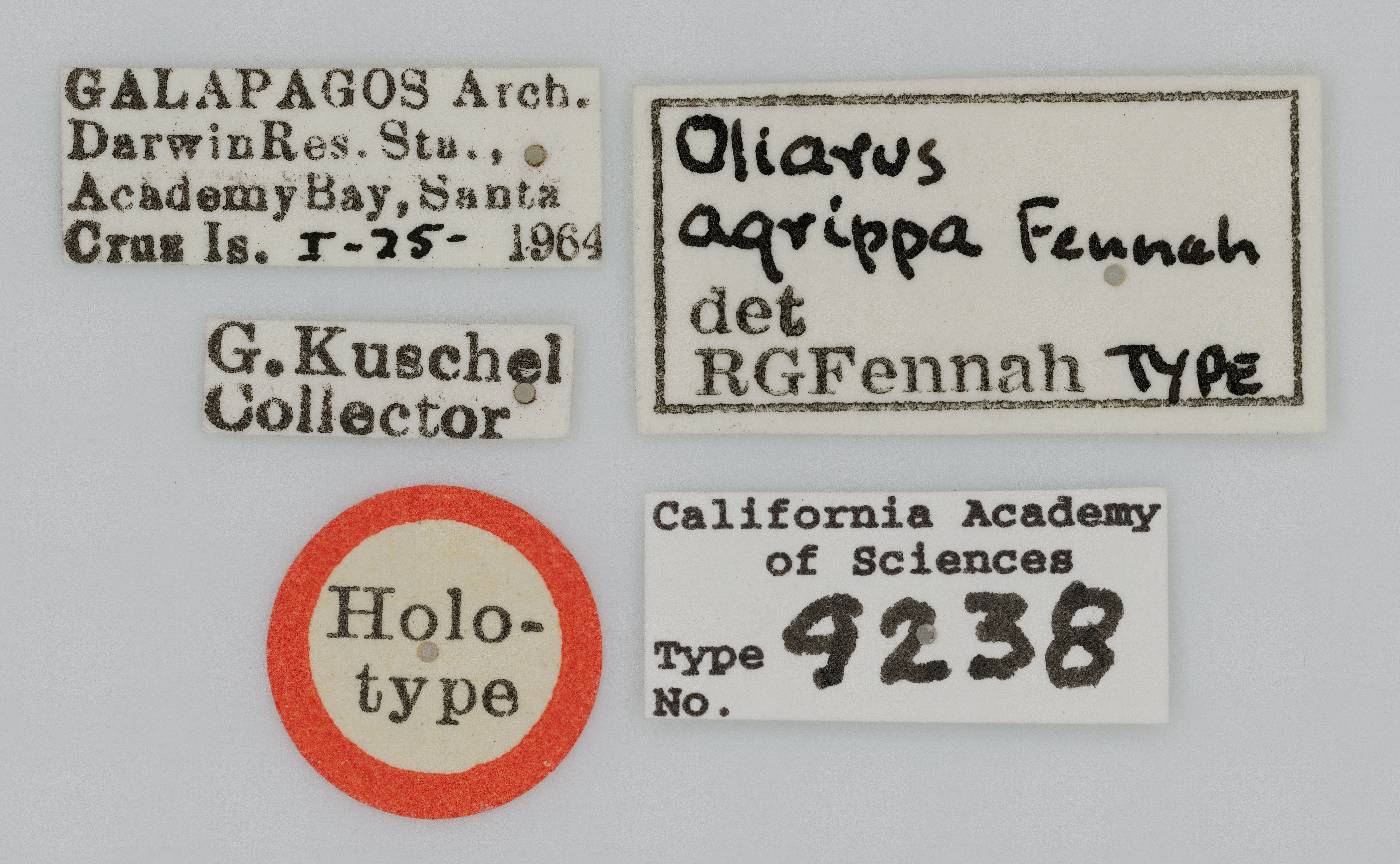 Oliarus agrippa image