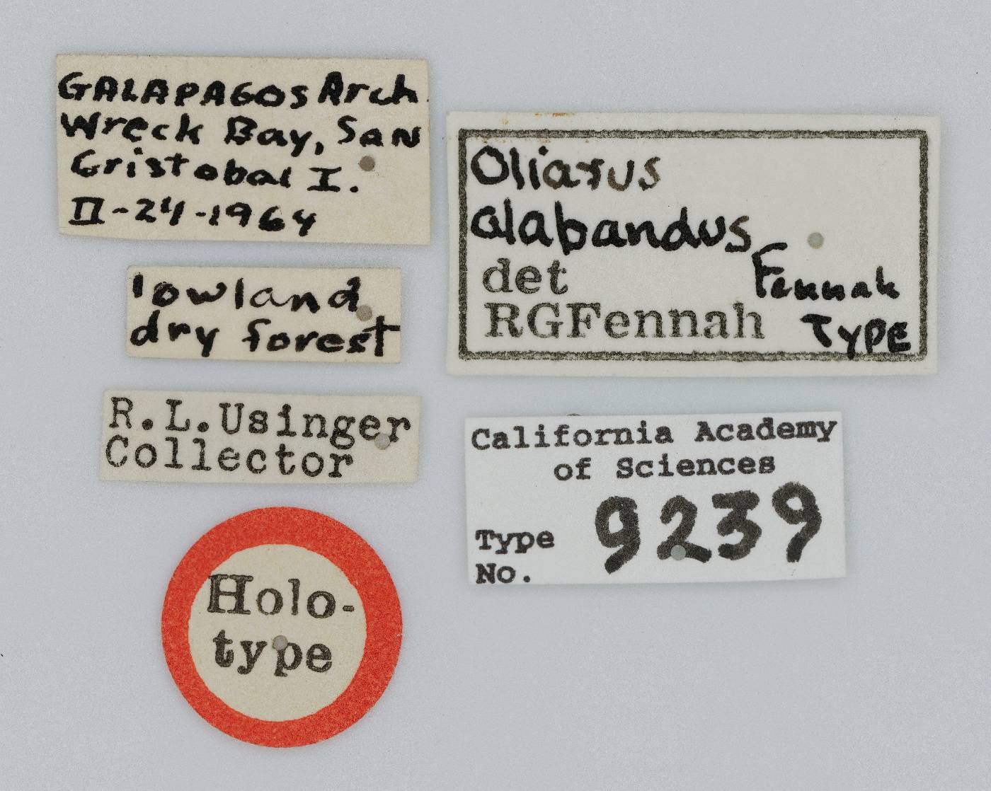 Oliarus alabandus image