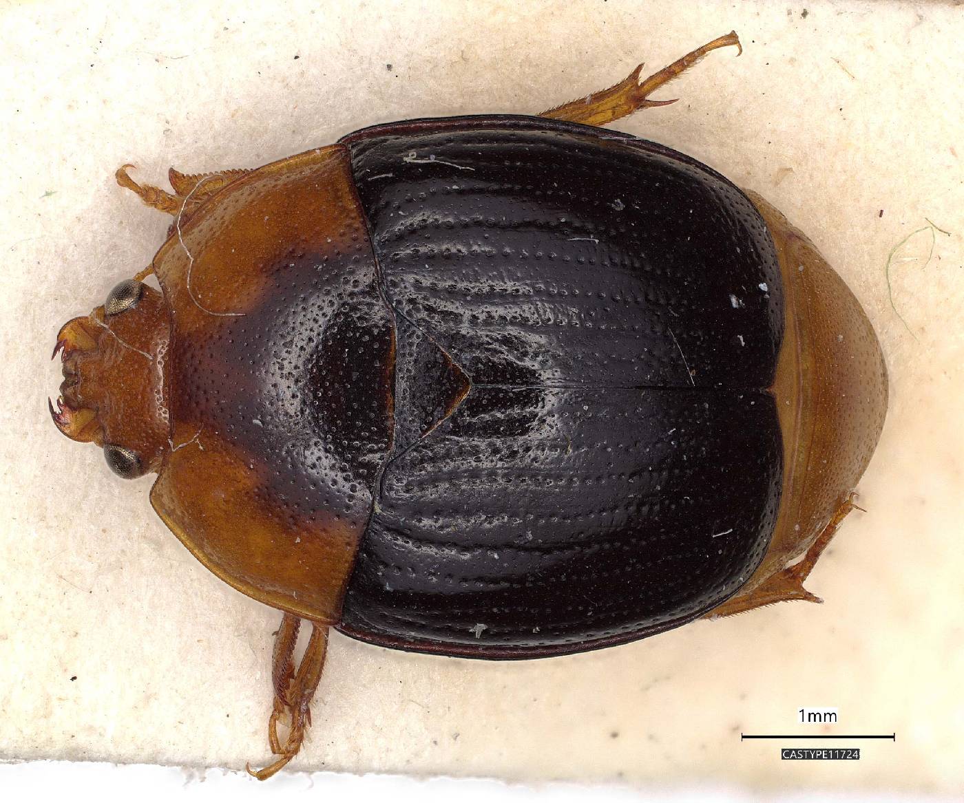 Psilopyga lata image