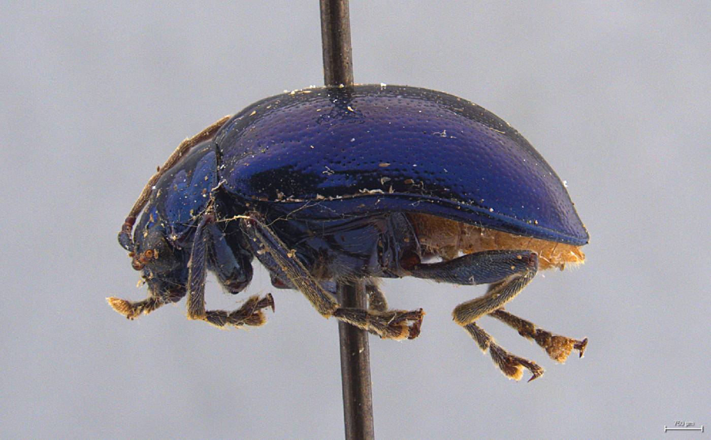 Gallerucida abdominalis image