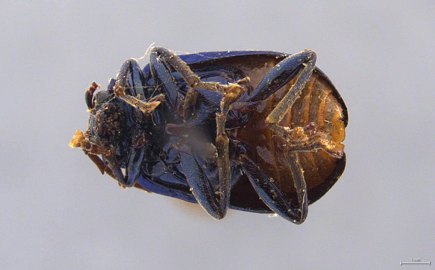 Gallerucida abdominalis image