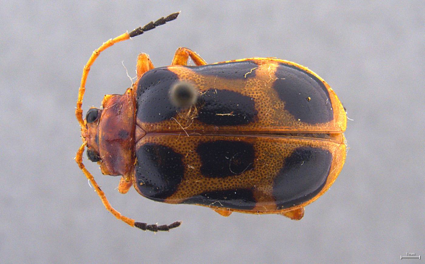 Gallerucida maxima image