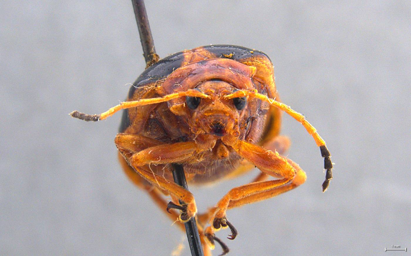 Gallerucida maxima image