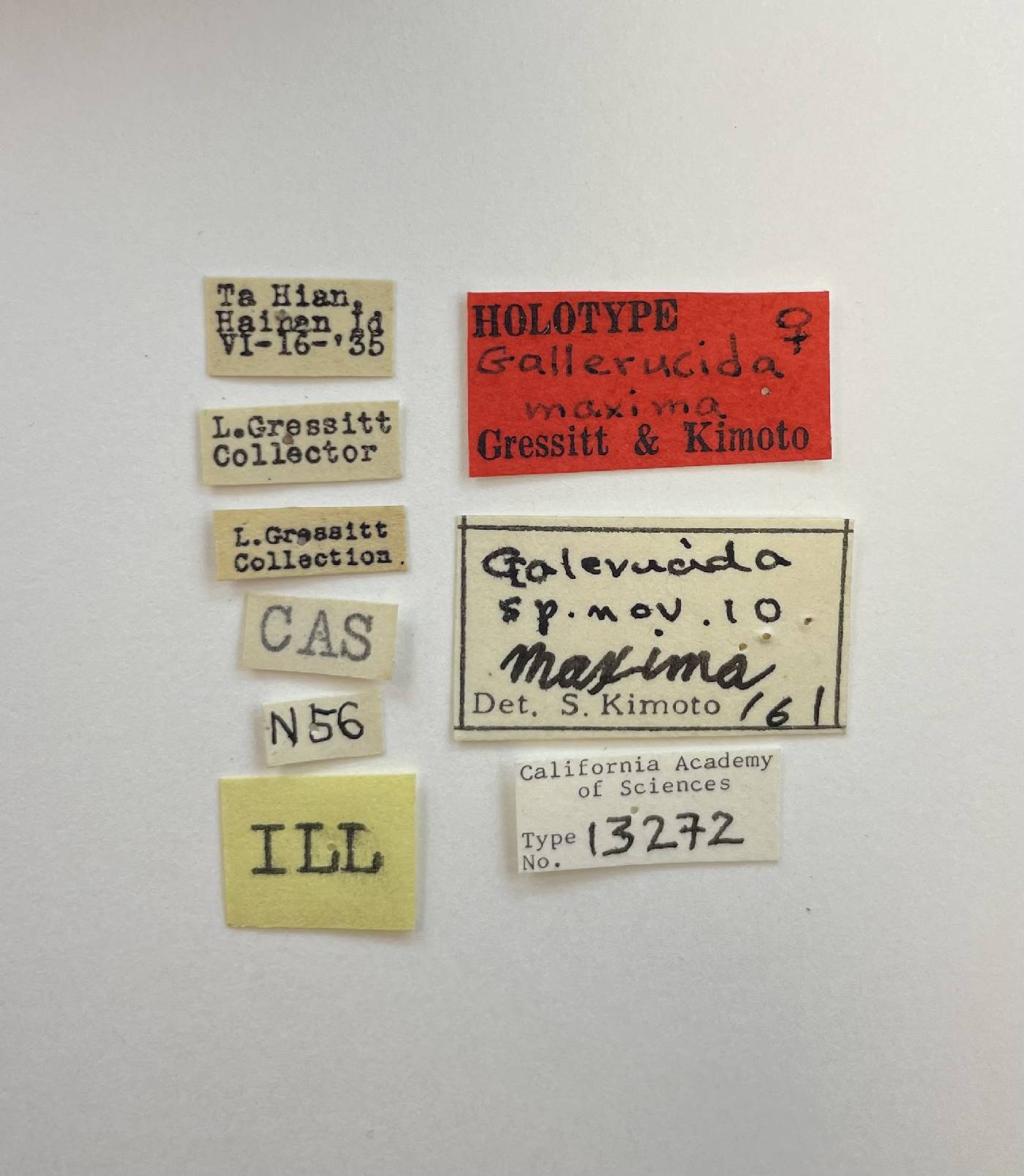 Gallerucida maxima image