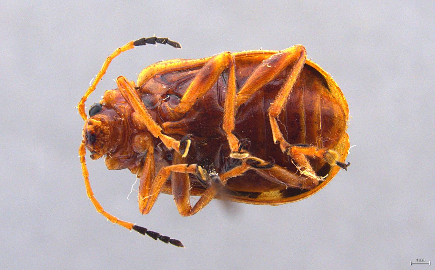 Gallerucida maxima image