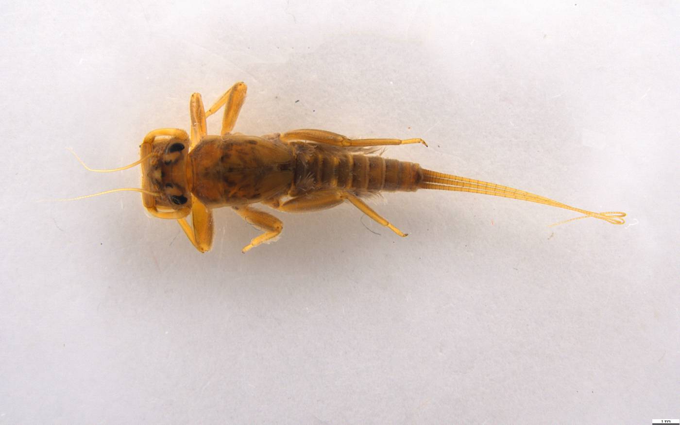 Traverella castanea image