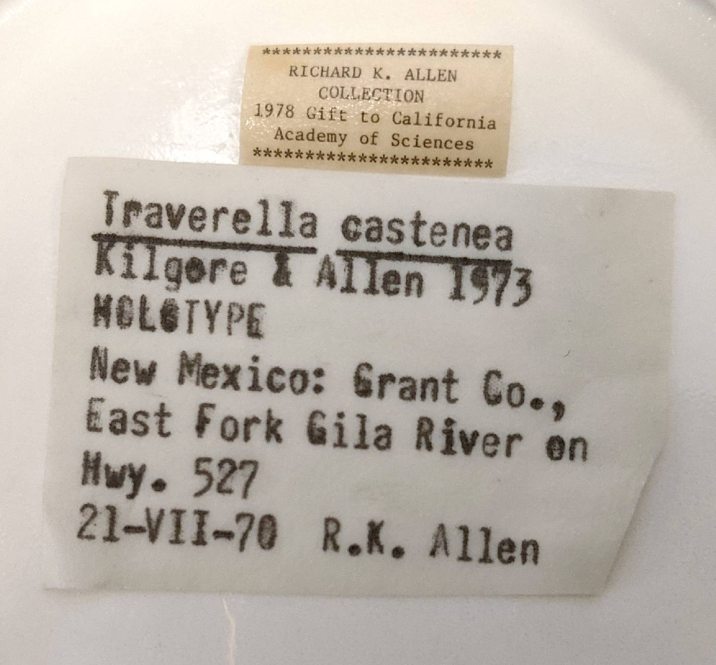 Traverella castanea image