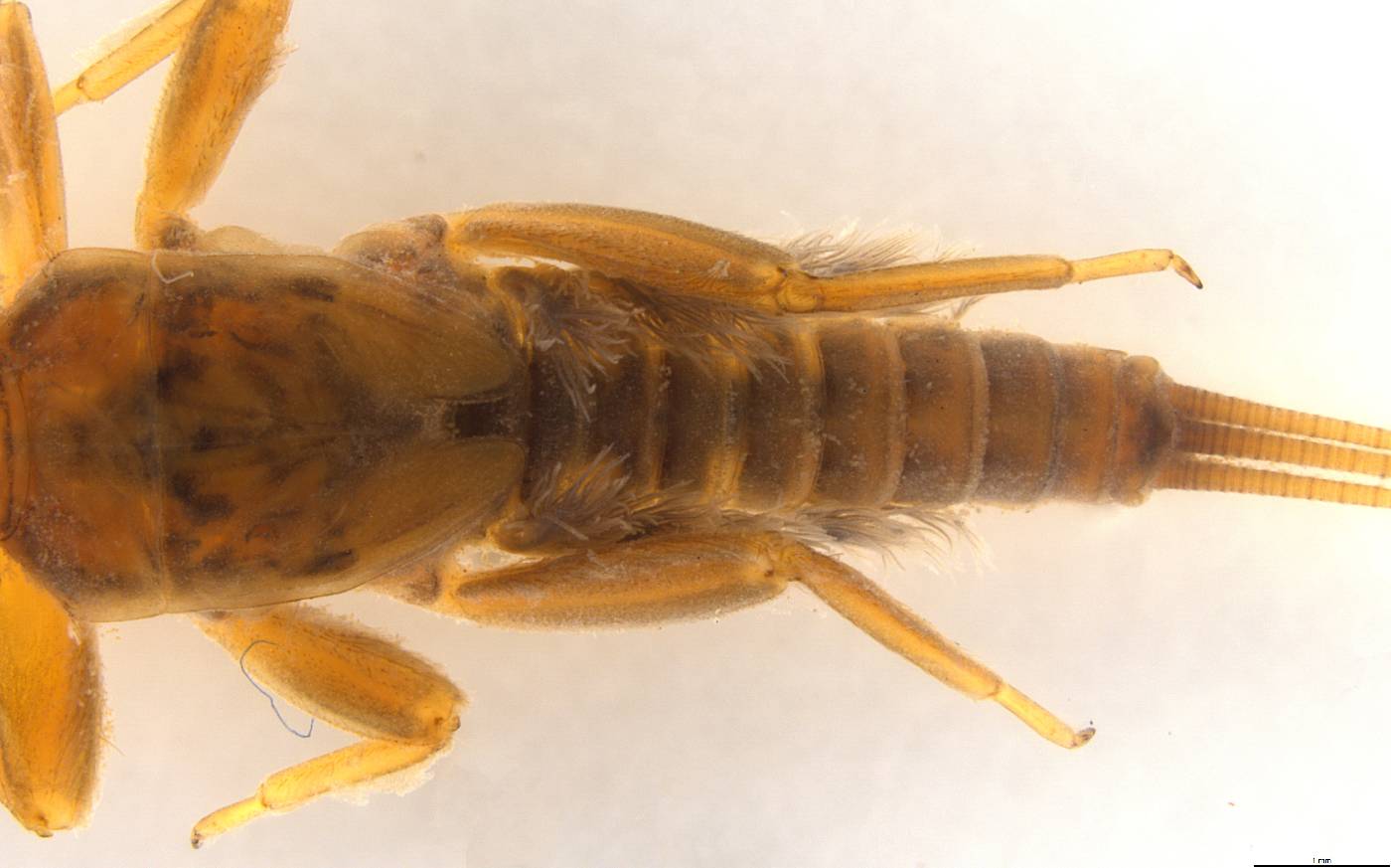 Traverella castanea image