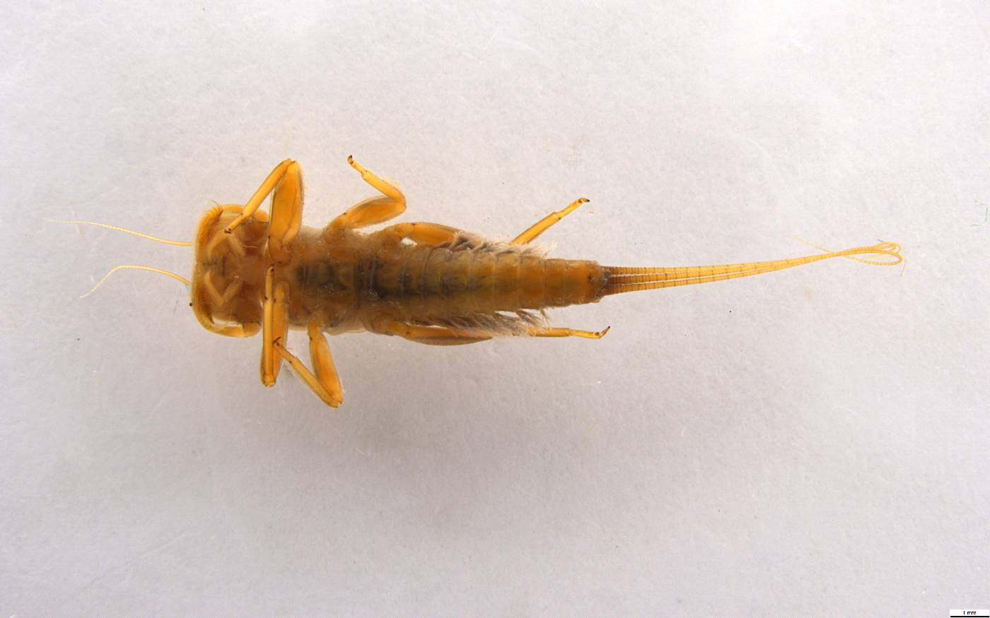 Traverella castanea image