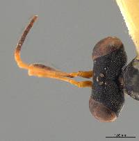 Neodryinus incaicus image