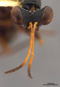 Neodryinus incaicus image