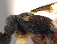 Neodryinus incaicus image