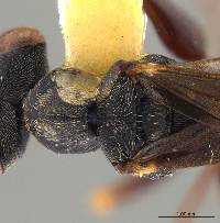 Neodryinus incaicus image