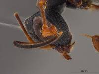 Richardsidryinus nearcticus image