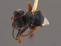 Richardsidryinus nearcticus image