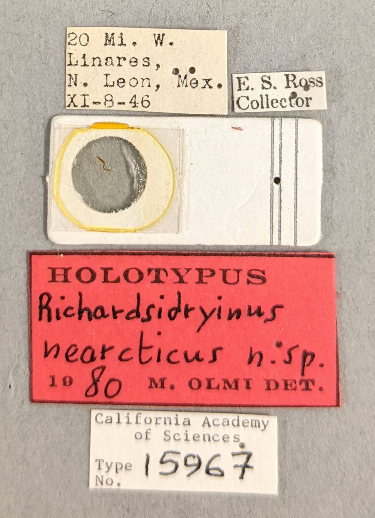 Richardsidryinus nearcticus image