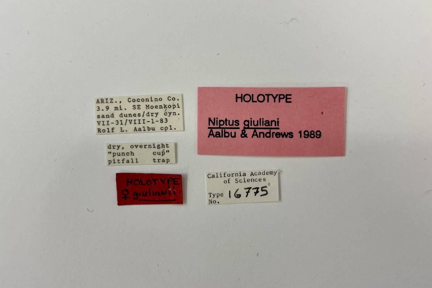 Niptus giulianii image