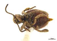 Niptus giulianii image