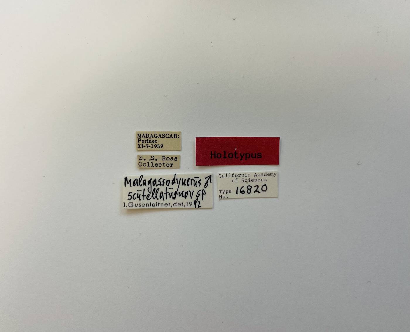 Malagassodynerus scutellatus image