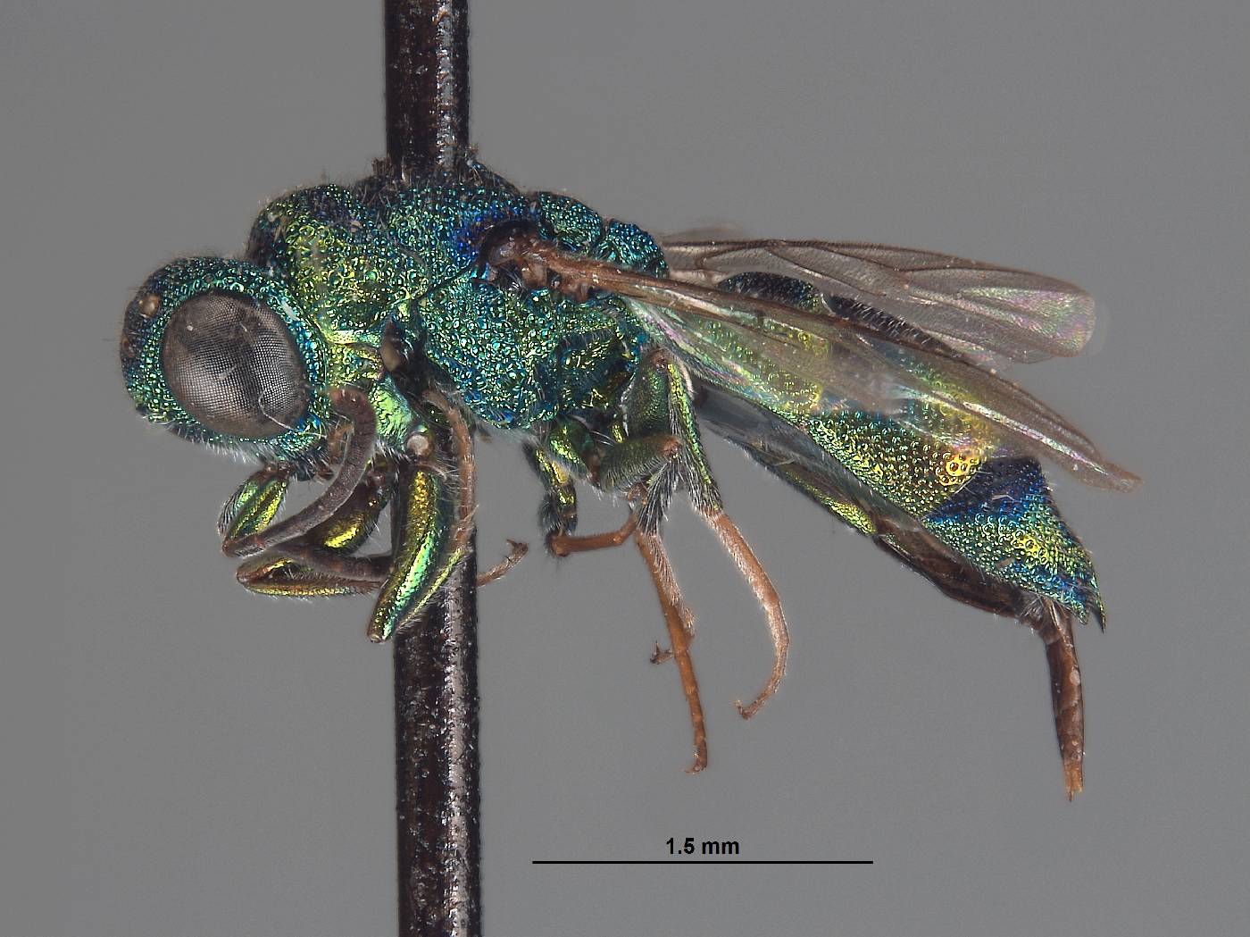 Trichrysis hexapholis image