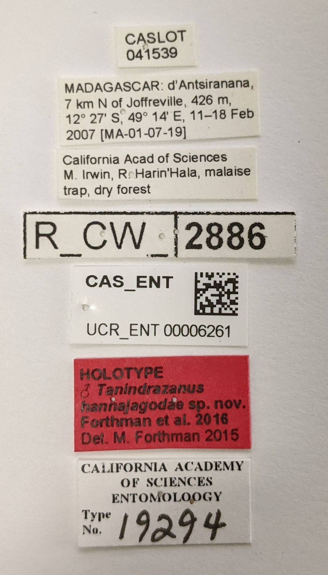 Tanindrazanus hannajagodae image