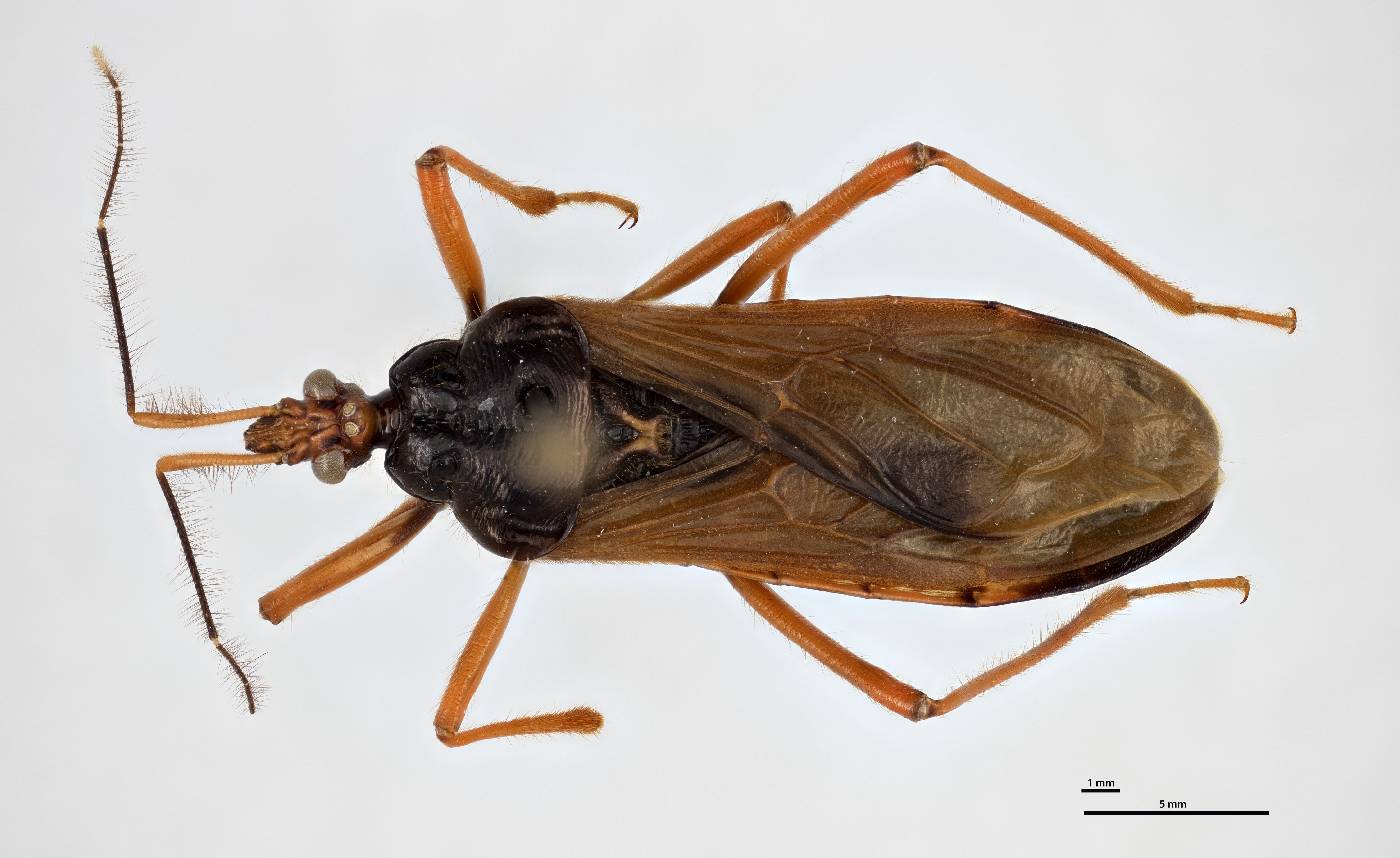 Ectrichodiinae image