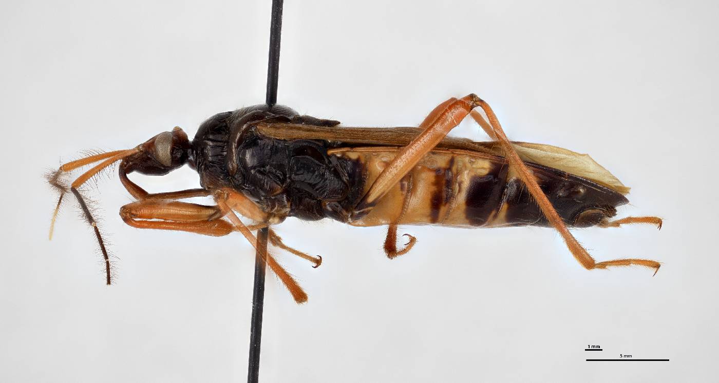 Ectrichodiinae image