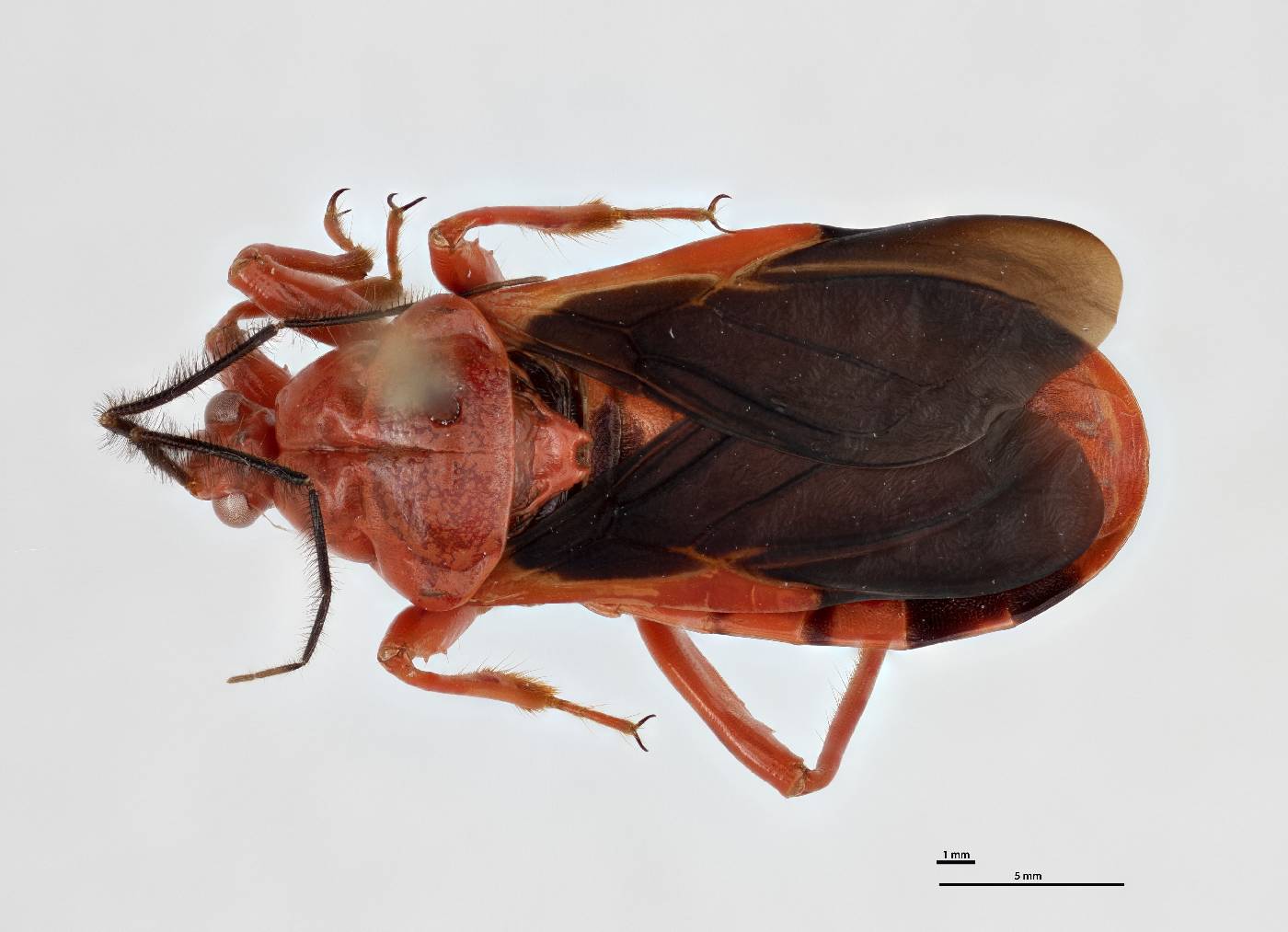 Glymmatophora (Glymmatophora) carolae image