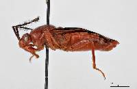 Glymmatophora (Glymmatophora) carolae image