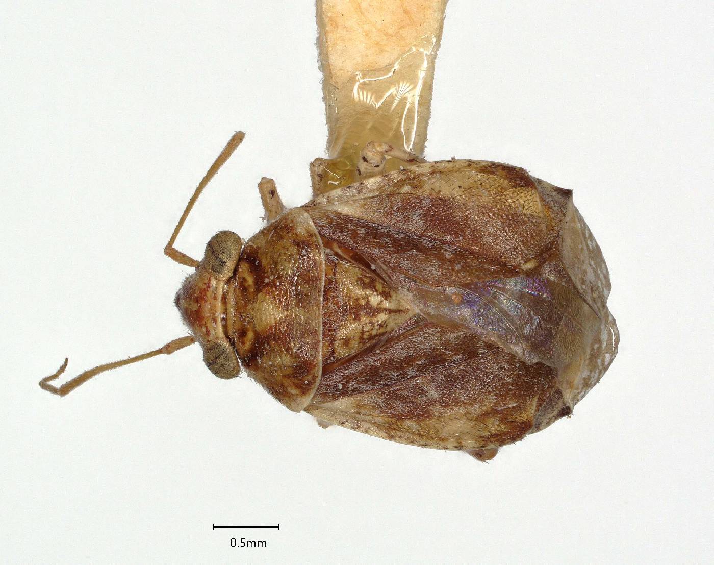 Calyptodera robusta image