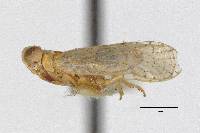 Oecleus monilipennis image