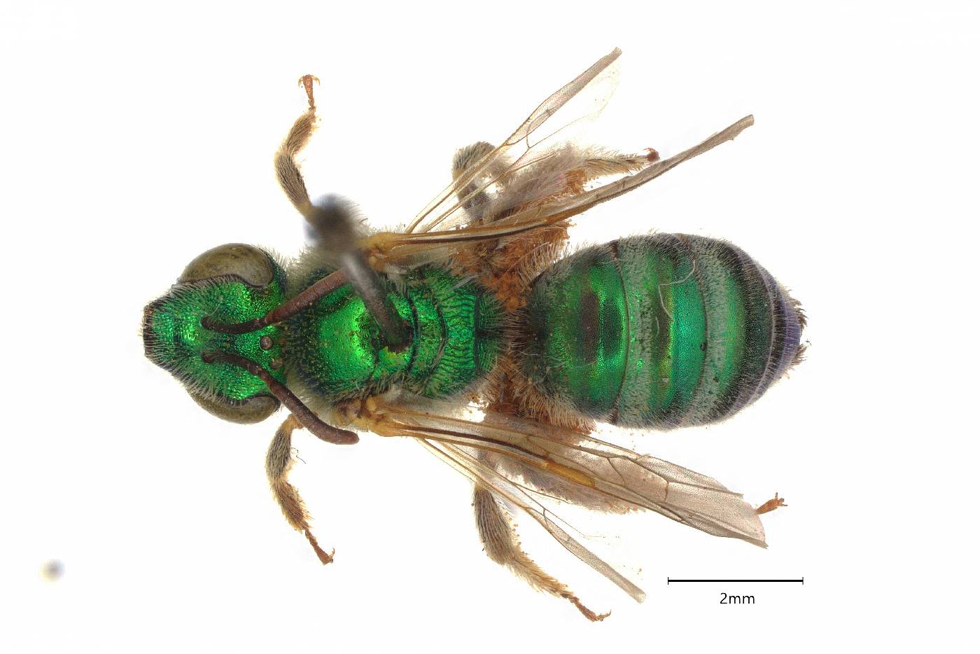 Agapostemon angelicus image