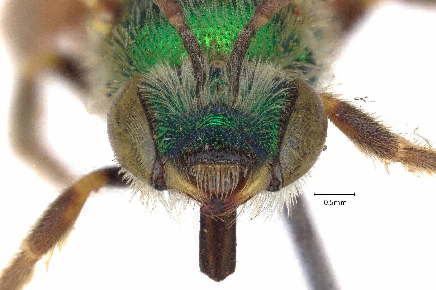 Agapostemon angelicus image