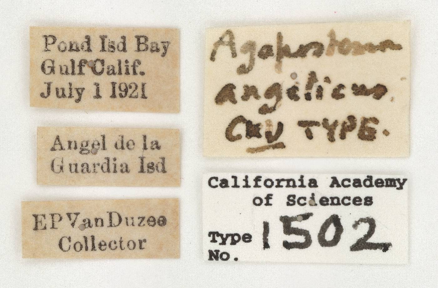 Agapostemon angelicus image