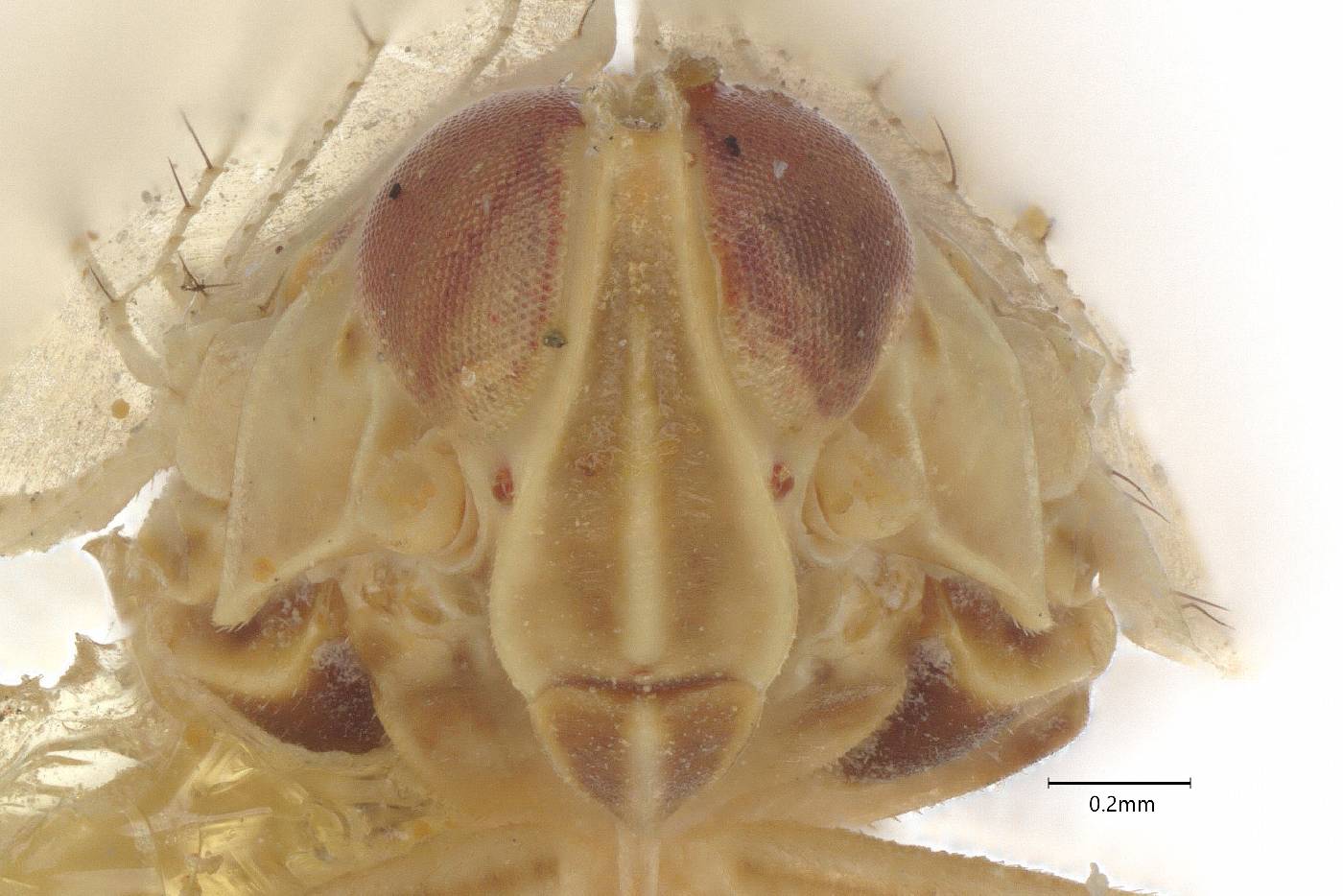 Oecleus subreflexus image