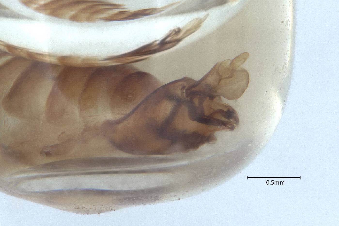 Oecleus subreflexus image