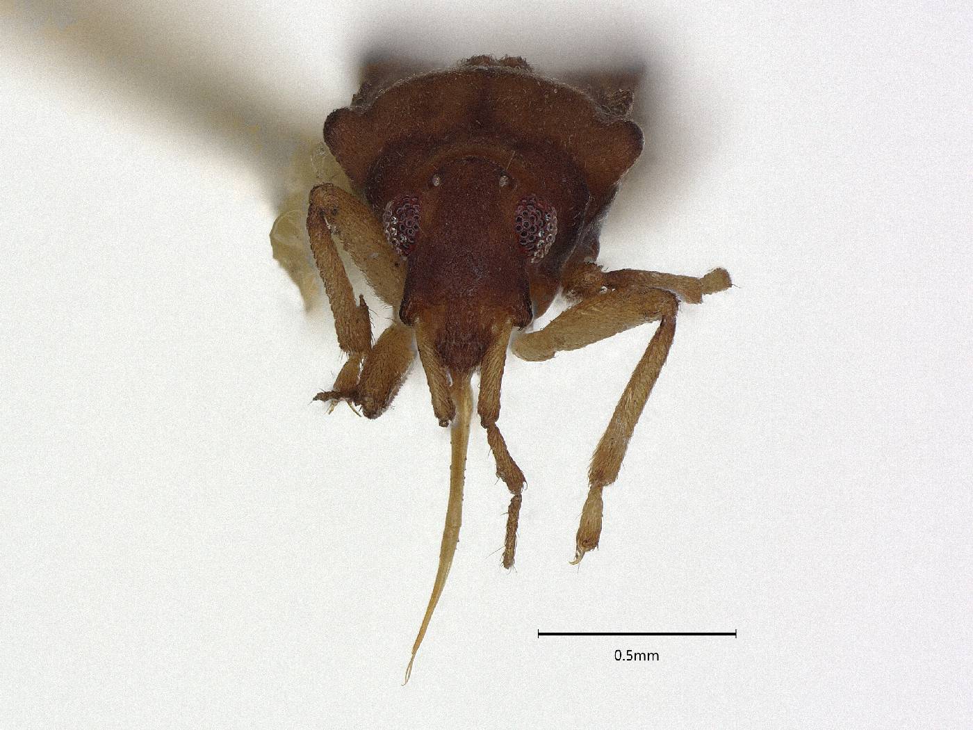 Hebrus plaumanni image