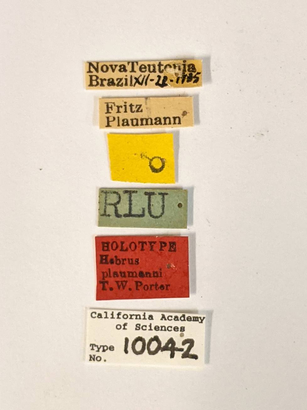 Hebrus plaumanni image